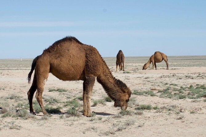 2 Days Private Tour To Aral Sea from Nukus. - Moynak’s ships and the memory of a working port