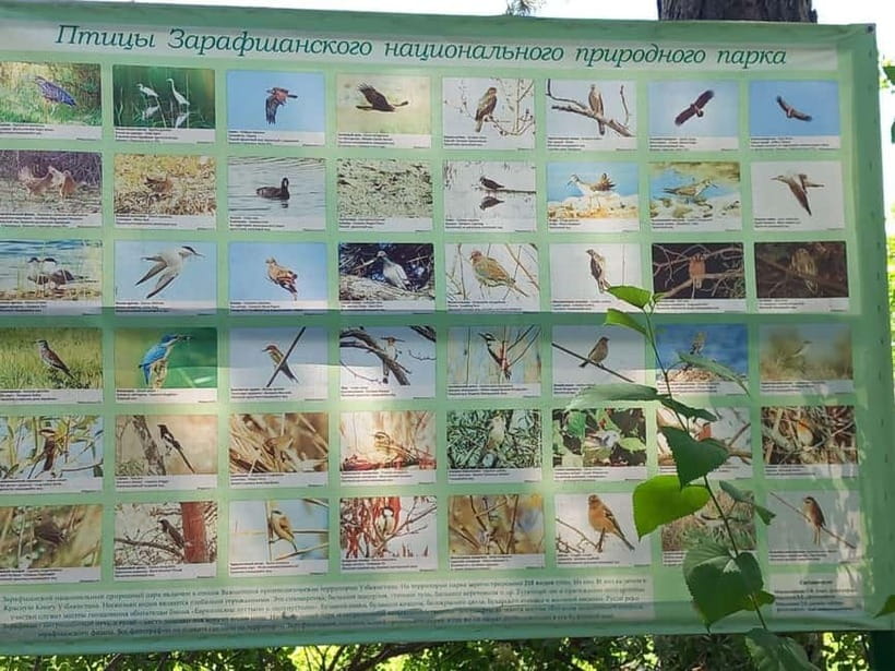 Bird Watching Tours in Samarkand - Searching the river groves and open ground