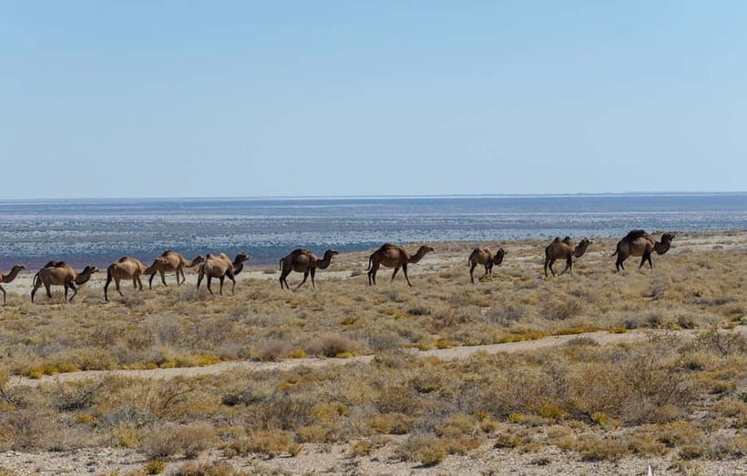 From Khiva To Aral Sea 2-Days One Night In Yurt Stay - Key points to know before booking